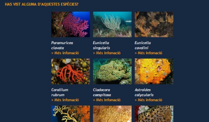La col·laboració dels voluntaris i voluntàries ambientals és essencial per a poder aconseguir cartografiar les poblacions de les principas espècies de coralls i gorgònies (imatge: observadorsdelmar.cat) 