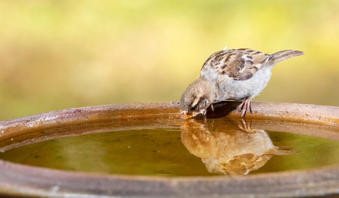 Ocell bevent aigua. Font: AdobeStock
