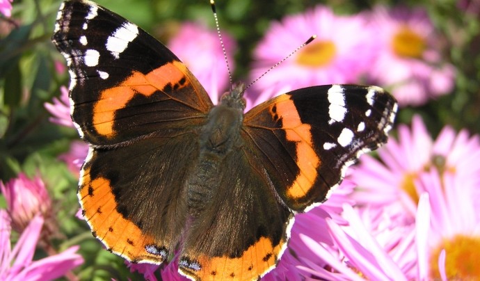Els grups de papallones són bioindicadors. Font: CC