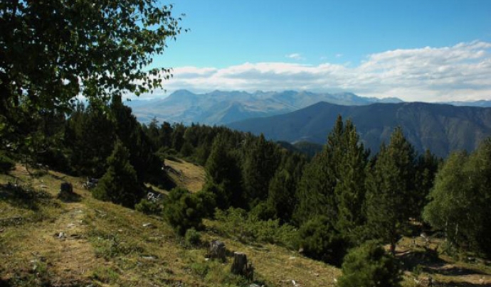 Bosc de muntanya del Pallars (foto: PBM) Font: 