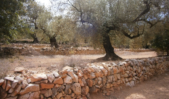 Els murs de pedra seca són un element identitari del nostre paisatge (imatge: flickr/diluvi) Font: 
