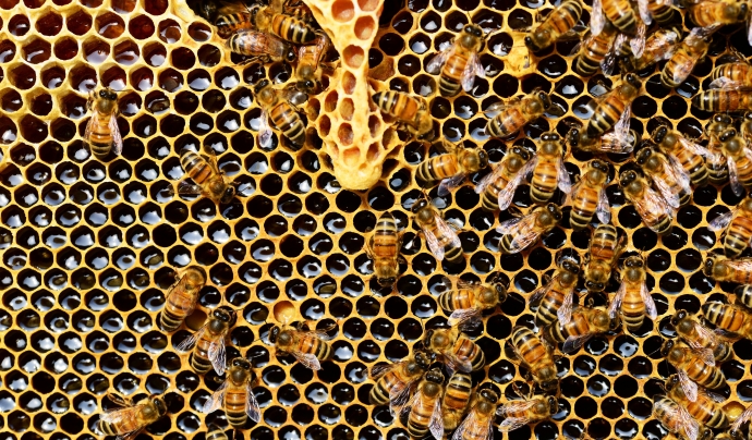 Vista duperior d'abelles posant mel Font: Pexels