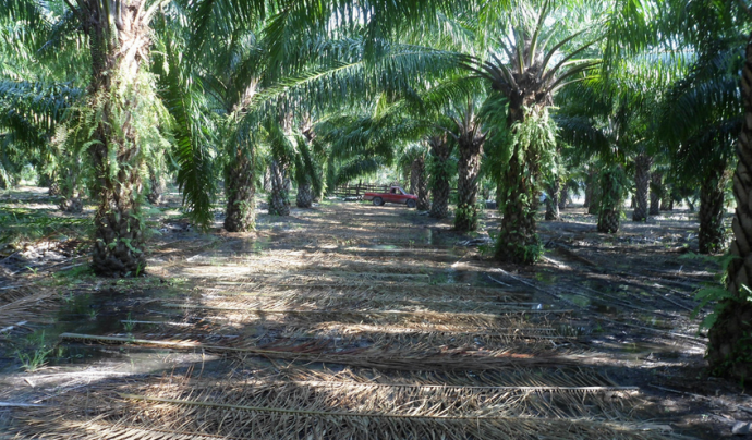 Plantació de palma africana. Font: Flickr. Autor: Hans Van Der Wal Font: 