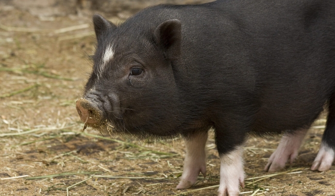 El porc vietnamita, un dels mamífers potencialment invasors més buscats a Catalunya. Font: Domini públic