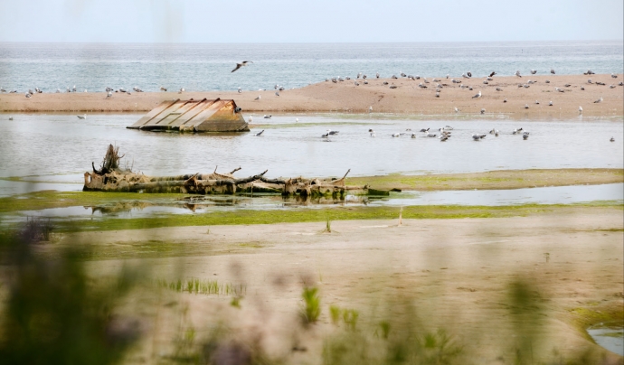 La desembocadura s'ha regenerat després del Glòria i és avui un punt d'aturada de moltes aus migratòries Font: Ignasi Robleda