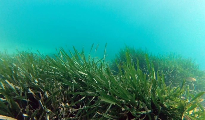 La posidònia és una planta subaquàtica que es troba al Mediterrani Font: Posidonia 2021