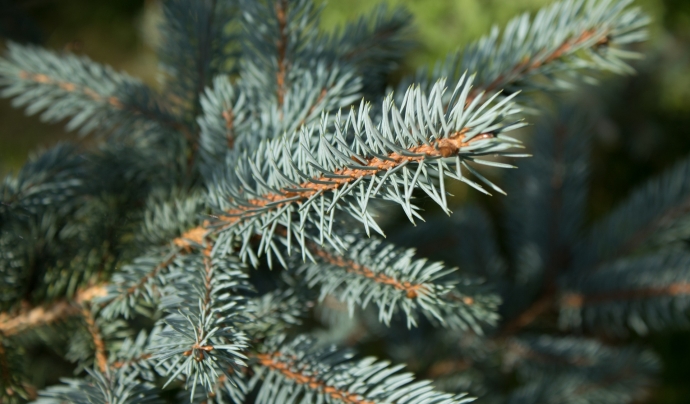 Els avets que no s'han pogut replantar es poden reciclar en els punts de recollida d'arbres de Nadal a diversos municipis. Font: CC