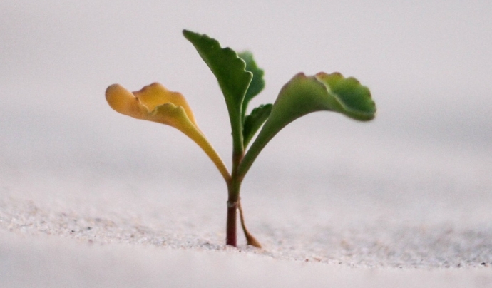 Una planta germinant, símbol del certament