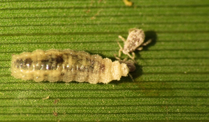 Larva de sírfid, una família d’insectes interessant per al control de plagues i la pol·linització, atacant pugons. Font: Katja Schultz (CC BY 2.0)