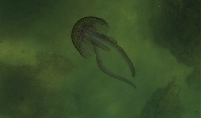Exemplar de medusa luminescent. Font: Anèl·lides
