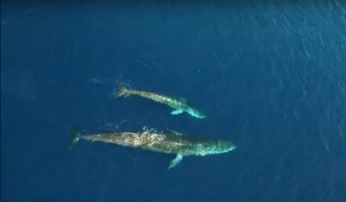 Les imatges de les balenes han estat captades amb un dron Font: Associació Edmaktub 