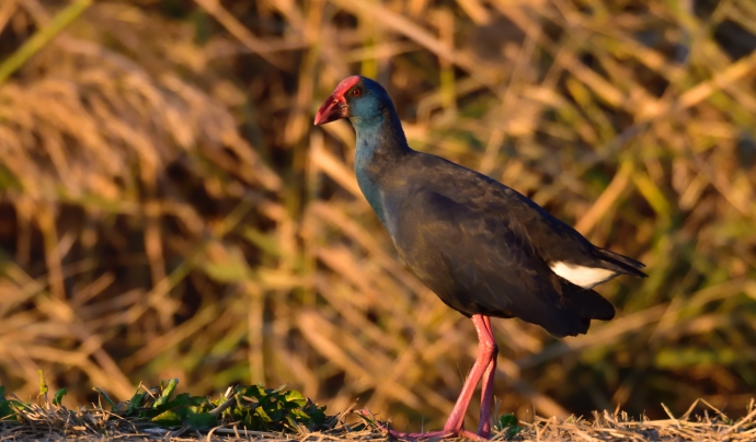 Al delta del Llobregat hi podem trobar espècies en l'època reproductora com la polla blava. Font: Llicència CC (Unsplash)