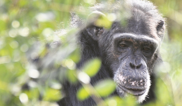 Víctor, ximpanzé rescatat el 2004 per la Fundació MONA. Font: Joan Brull