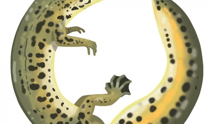 Un tritó palmat protagonitza el logo de l'entitat, una il·lustració feta per Blanca Martí. Font: Naturalistes del Montnegre i la Tordera