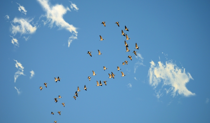 Una bandada d'ocells. Font: Frauke Riether (Pixabay)