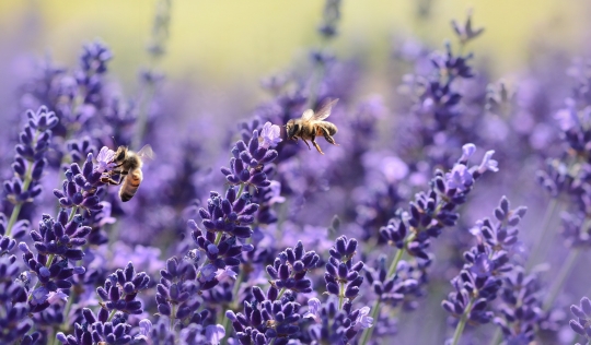 "Què passarà si un bon dia desapareixen les abelles?" Font: Pexels