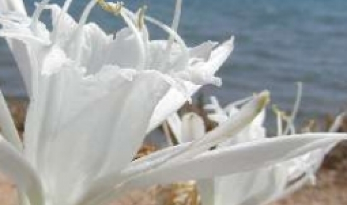 Lliri de mar (imatge: GEPEC)
