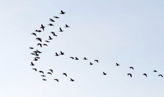 Ocells migrant