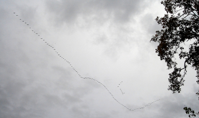Migració d'ocells. Flickr Pablo Andrés Rivero