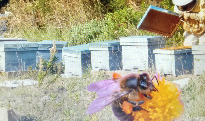 Les abelles de la mel al Turó de Montcada (imatge: Acer Associació)