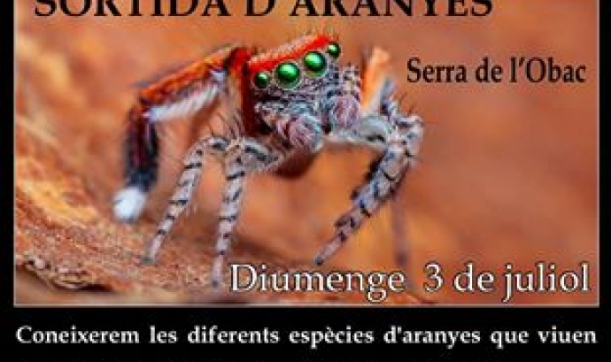 Sortida amb l'Adenc per conèixer les aranyes a la Serra de l'Obac (imatge: adenc.cat)