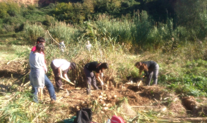 Voluntaris ambientals durant una jornada d'extracció de canya (Imatge:Adenc)