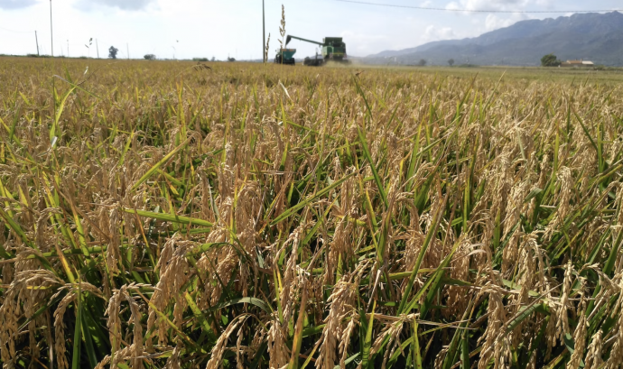 Les nits tropicals i les altes temperatures han provocat que la collita d'arròs d'aquesta temporada sigui d'un 10% menys que l'any passat. Font: Llicència CC Unsplash