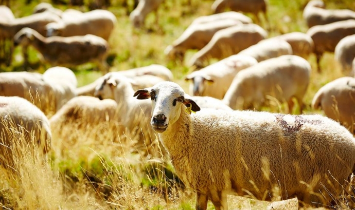 Les taques a la cara identifiquen a l'ovella Xisqueta, varietat declarada de protecció especial. Font: Associació Obrador Xisqueta
