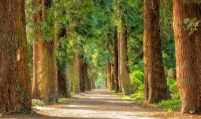 Avinguda d'arbres en un bosc en representació dels ecosistemes. Font: Pixabay