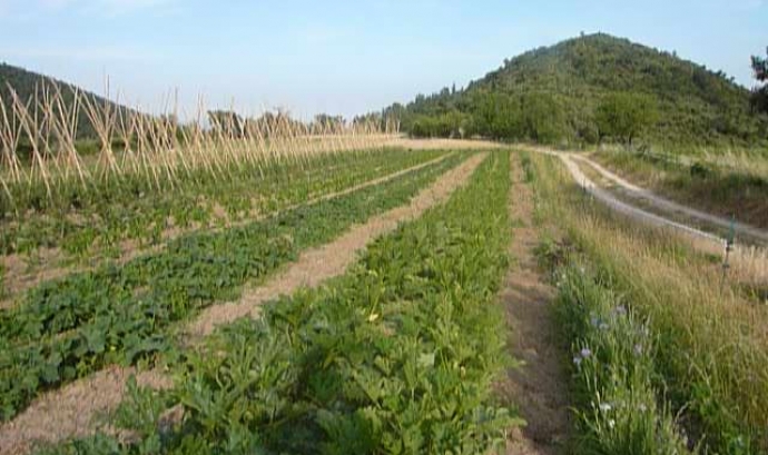 Can Prat, imatge dels cultius ecològics de Verdulea