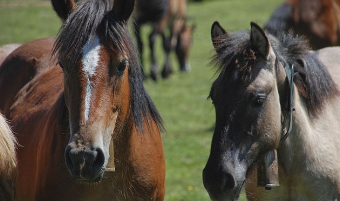 Cavalls. Font: Jordi's (Flickr)