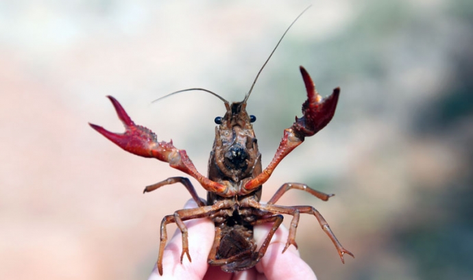 El cranc de riu americà (Procambarus clarkii) és una espècie invasora (imatge: assoc-cen.org)
