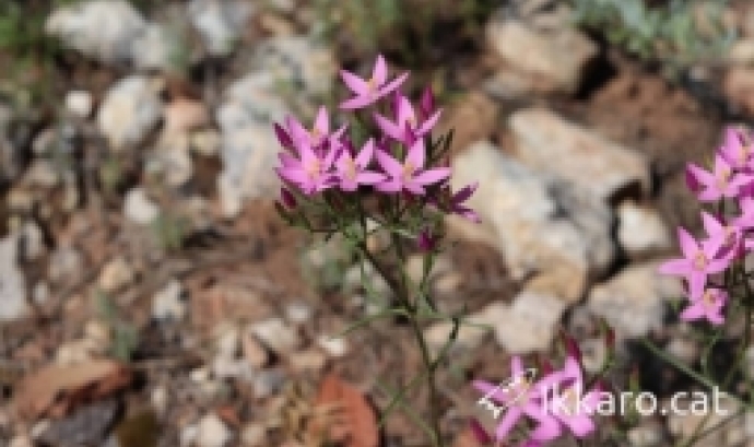 herbari flora valenciana