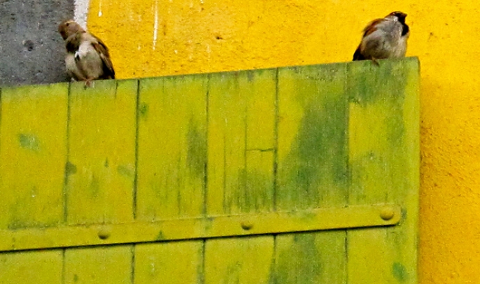 Dos ocells mirant cadascun a una banda. Conflictologia_la veu de Nanuk_Flickr