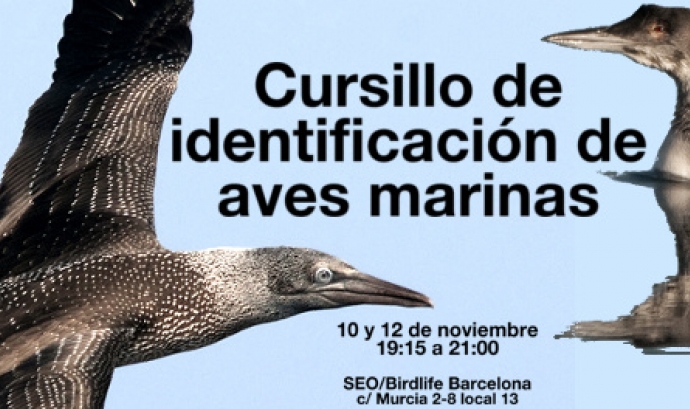 Curs d'identificació d'aus marines amb Seo Bird Life (imatge:glseobarcelona)