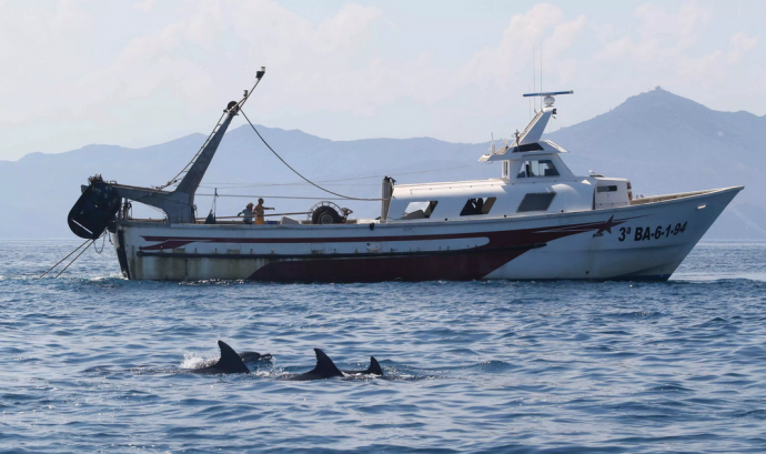 La població de dofins mulars ha minvat molt en els darrers 50 anys Font: SUBMÓN