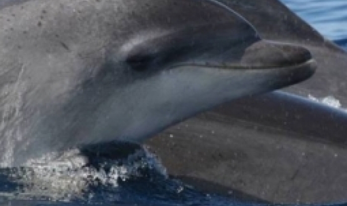 Presentació de custòdia marina Dofins de Tramuntana en el cicle Encontres Animals