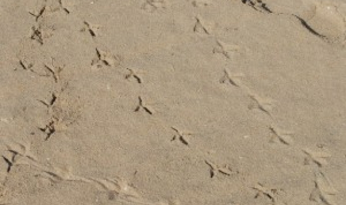 Rastres d'animals a les dunes (imatge: gepec.cat)