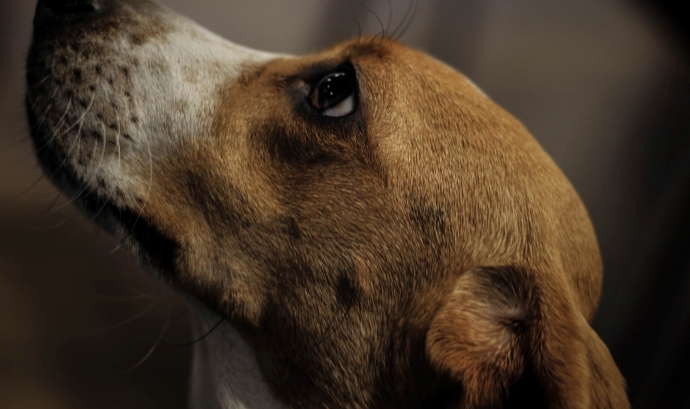 Els gossos beagle són utilitzats massa sovint per a experiments de diversos tipus. Font: Llicència CC (Unplash)