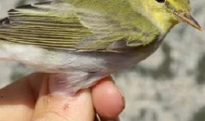 Curs d'anellament d'aus a Terrassa amb l'associació ICO