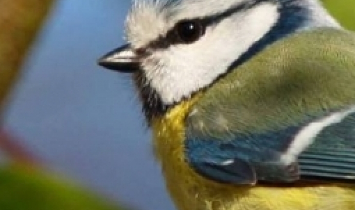 Curs Flash d'ornitologia al Parc del Castell de Montesquiu