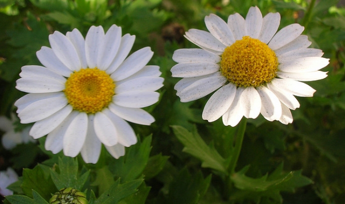 Dues flors iguals i diferents_grivas2k_Flickr