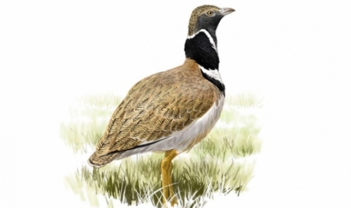 Imatge d'un ocell representatiu que il·lustra el cartell de la 8a Jornada SOCC.