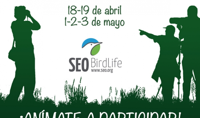 1, 2 i 3 de maig, marató ornitològica amb Seo Bird Life (Imatge: seo.org)