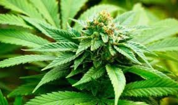Imatge d'una planta de cànnabis. Font: web marmacultiva.org Font: 