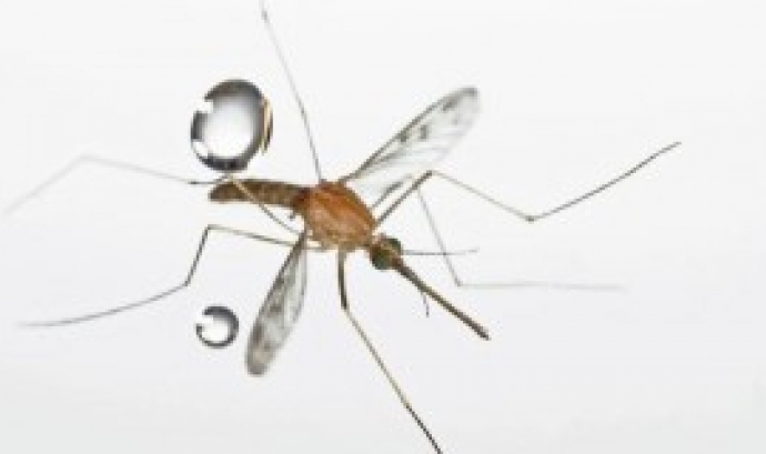 Xerrada sobre els mosquits, amb el Gepec (imatge: gepec.cat)