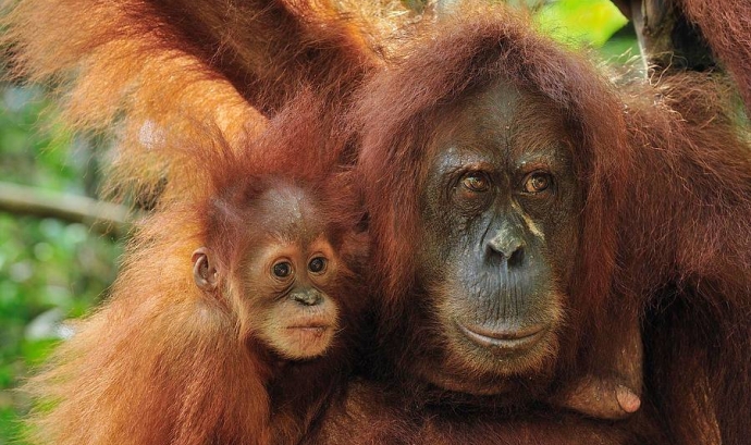 Xerrada sobre la problemàtica de l'oli de palma i els orangutans (imatge: 