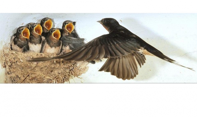 Les orenetes i els falciots són indicadors de la primavera, i també de la qualitat ambiental (imatge: ornitologia.org) Font: 