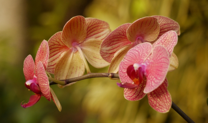 Orquídea_regislop_Flickr