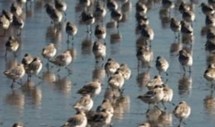 L'Assoació Picampall organitza un curs d'ornitologia  en col·laboració amb el Parc Natural dels Ports (imatge: picampall)
